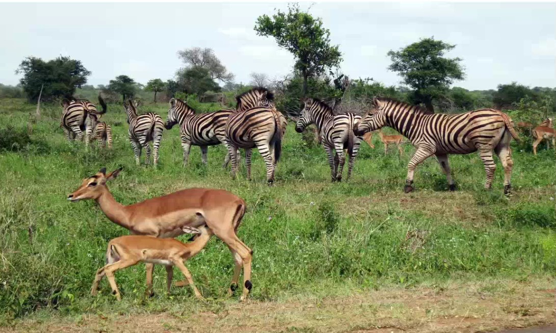 SAFARI EN SUDAFRICA